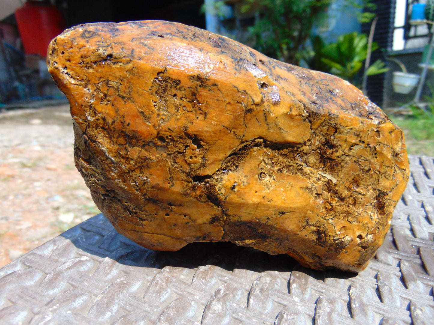 430 gram Polished Indonesia Yellow Aromatic Amber for Healing AY26M159