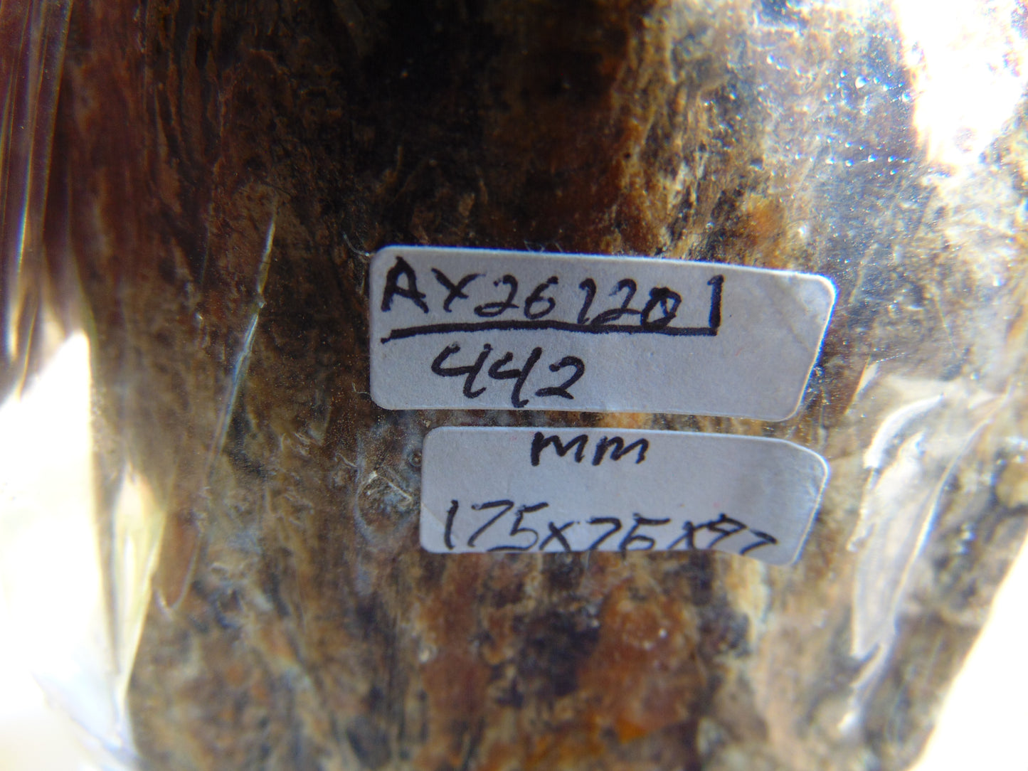 442 gram Polished Indonesia Yellow Aromatic Amber for Healing AY26120