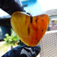 8 gr Heart Pendant Indonesian Amber for Healing 25A252