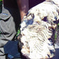 8600 gram Big Polished 270x200x120 mm Indonesia Zebra White Amber for Healing 26ML38