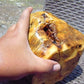 1500 gr Big Rough Polished Indonesia Aromatic Perfumed Yellow Amber for Healing AY53AR