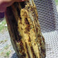 5242 gram Indonesia Yellow Aromatic Perfumed Amber for Healing K829