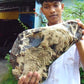 8300 gram Big Full Polished Indonesia Zebra White Amber for Healing ML38