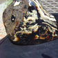 1885 gr Full Polished Indonesian Green Amber for Healing 26ML144